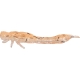 Westin Odonata Ned Floating Creaturebait 6.5cm