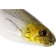 Westin ShadTeez Lure 9cm Single Loose Lures