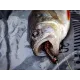 Spro Freestyle Urban Prey Hog 5.5cm Creature Bait