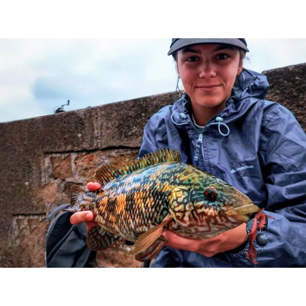 Spro Freestyle Urban Prey Hog 5.5cm Creature Bait
